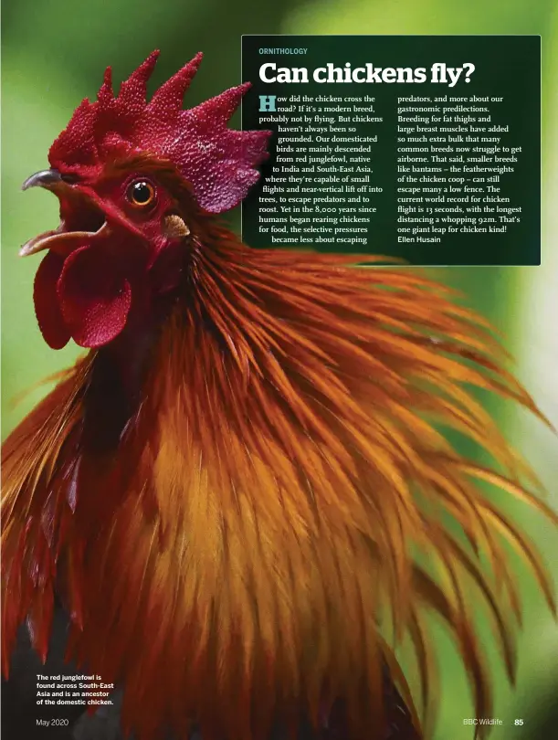  ??  ?? The red junglefowl is found across South-East Asia and is an ancestor of the domestic chicken.