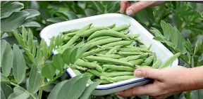  ?? SALLY TAGG / NZ GARDENER/STUFF ?? Pick broad beans when they’re young and tender.