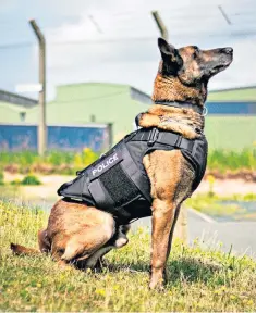  ??  ?? Pd Atlas of Staffordsh­ire Police has the same level of protection as human colleagues