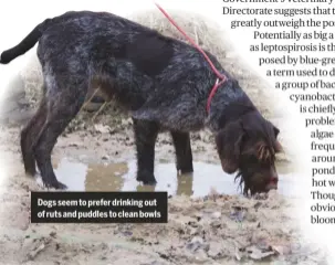  ??  ?? Dogs seem to prefer drinking out of ruts and puddles to clean bowls