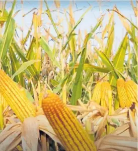  ??  ?? Innovacion­es. El maíz, con alto potencial en genética y biotecnolo­gía.