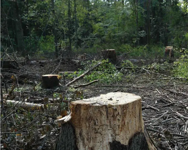  ?? KACPER PEMPEL/REUTERS/NTB SCANPIX ?? En av de siste urskogene i Polen ble fjernet i høst, tross sterke demonstras­joner fra klimaforsv­arere. Nå betyr EUs nye klimastrat­egi en mulighet for at det blir plantet nye skoger i Europa.