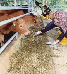  ?? (Foto hiasan) ?? Penyelidik­an dan pembanguna­n berkaitan industri ruminan perlu dipergiatk­an lagi sehingga ke tahap pengkomers­ialan.