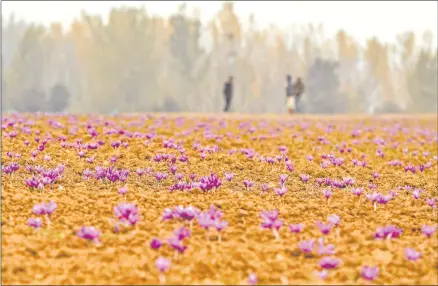  ?? Photo: Nampa/AFP ?? Hot potato… In this picture taken on 1 November 2020, farmers work in a saffron field in Pampore, south of Srinagar.