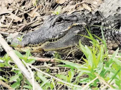  ?? City of Seabrook ?? Seabrook residents have spotted alligators along the Pine Gulley channel, at Clear Lake and by the Seabrook-Kemah Bridge. Officials want the public to know that gators are typically not dangerous to people.