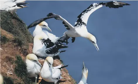  ??  ?? Look out for gannets on the RSPB seabird cruises to Bempton Cliffs this summer. Picture by James Hardisty.
