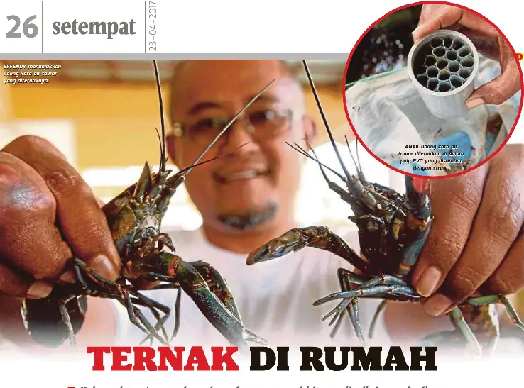  ??  ?? EFFENDY menunjukka­n udang kara air tawar yang diternakny­a.
ANAK udang kara air tawar diletakkan di dalam paip PVC yang disumbat
dengan straw.