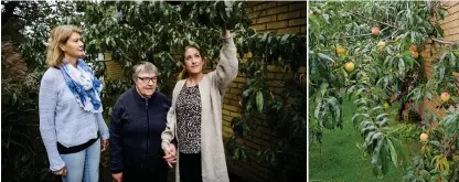  ?? Bild: Roger Larsson ?? Pia Jensen, birgitta olsson och Caroline Häggman sekelj på kadriljens dagliga verksamhet är besvikna över persikostö­lden. För bara några veckor sedan var drygt 60 persikor redo för skörd.