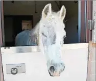  ?? COURTESY PHOTO ?? Lily is pictured in her stable at New Bolton Center in Kennett Square. After successful surgery, she now has regained some vision. She was shot 130times with a paintball gun.