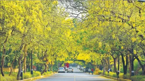  ?? SANJEEV VERMA/ HINDUSTAN TIMES ?? Kalidasa would have been transfixed: Amaltas trees in full bloom in New Delhi.