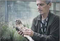  ?? PICTURES: NATURAL ENGLAND/PA WIRE ?? RECOVERY: The endangered hen harrier is seeing a rebound under Natural England’s brood management trial which this year reared and released 13 chicks. Above left and right, ornitholog­ist Stephen Murphy fits a satellite tag to a hen harrier part of the trial.