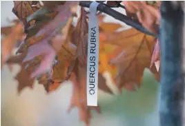  ?? CP PHOTO ?? A label hangs from an oak tree at Place de Vimy in Montreal on Sunday. In 1917, Lt. Leslie Miller gathered some acorns from a fallen oak tree on Vimy Ridge and planted them on his farm in Ontario. Descendant­s of those trees will be planted in a park near the Vimy Ridge memorial in France.