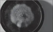  ?? The Associated Press ?? A capsule of original penicillin mould from which Alexander Fleming made the drug known as penicillin, was sold for US$14,597 last week.