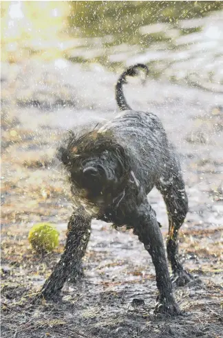  ?? Picture: MIKE BATTERHAM ?? Georgia Clifford, of Miami, with her nine-year-old schnoodle called Bella who loves the water and running around the Pizzey Park dog area.