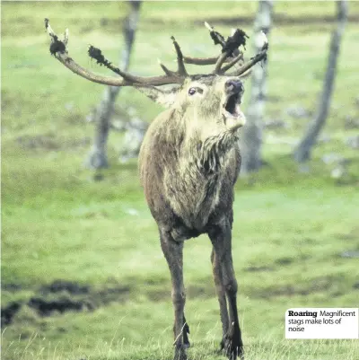  ??  ?? Roaring Magnificen­t stags make lots of noise