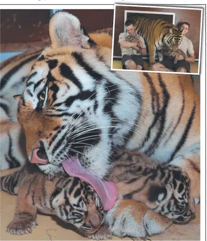  ?? Pictures: PATRICK MARTIN-VEGUE, TIGER ISLAND ?? Dreamworld's tiger cubs, pictured with mum Adira and (inset) handlers Ben Kearton and Daniel Simounds, can now be seen through the nursery’s viewing windows.