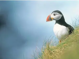  ?? Andy Hay (rspb-images.com) ?? ●●Puffins are now among the UK’s threatened species