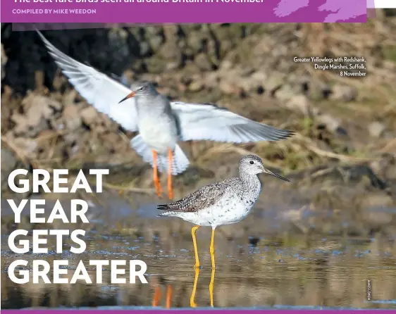  ??  ?? Greater Yellowlegs with Redshank, Dingle Marshes, Suffolk, 8 November