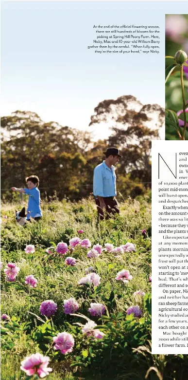 Life Is Beautiful A Peony Farm In Bloom Pressreader