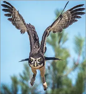  ??  ?? More about the great horned owl, squirrels and other wildlife living in Wilden can be found on the Wilden wildlife blog: www.wilden.ca/blog — Nature and Wildlife. Both photos were taken by Kelly Pape, winner of the 2017 #WildKelown­a Photo Contest.