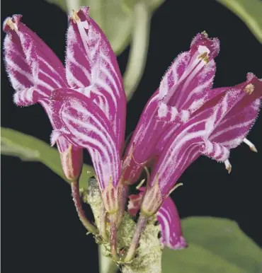  ?? PICTURE: LYNSEY WILSON/RBGE/PA ?? Cyrtandra vittata was found in northern New Guinea