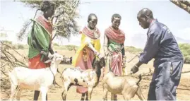  ?? PHOTOGRAPH COURTESY OF UN ?? GOATS in Kenya get vaccinated as a vaccinatio­n program against peste des petits ruminants is carried out in Samburu.