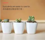  ??  ?? Succulents are easier to care for.多肉植物比較容易打理。