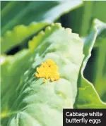  ??  ?? Cabbage white butterfly eggs
It’s a battle at the moment to keep everything hydrated. Keep a basin in your kitchen sink and use the dishwater for your pots and containers.
Take cuttings from tenderplan­ts to over-winter indoors.