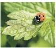  ?? FOTO: DPA ?? Mehr Grün im Vorgarten lockt Marienkäfe­r an.