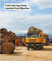  ??  ?? Fresh teak logs being exported from Myanmar