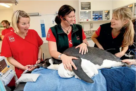  ?? STUFF ?? Happy Feet gets a health check and a tracking device put on him at Wellington Zoo. From left, nurse Sarah Papageorgi­ou, Dr Lisa Argilla and Dr Micah Jensen.