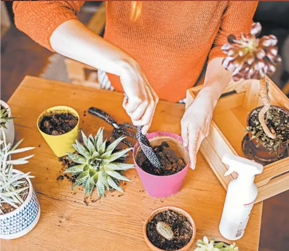  ?? GETTY ?? Cultivatin­g easy-to-grow succulents is a wise move for gardeners to make during a hot, dry year.