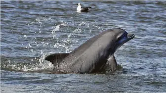  ?? Steve Gonzales / Staff photograph­er ?? Catching a glimpse of a dolphin leaping from the water is a highlight of any Galveston trip.