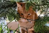  ?? Foto: Vogl ?? Kater Rusty, dreieinhal­b Jahre, wohnt bei Familie Vogl in Thierhaupt­en.