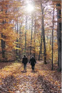  ??  ?? A couple walks through the leafy woods of Ste-Anne-de-Bellevue’s Morgan Arboretum on a sunny fall day.