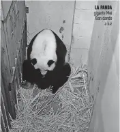  ??  ?? La panda gigante Mei Xian dando a luz