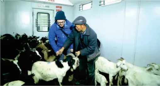  ??  ?? In the first episode of the documentar­y, Shanghai-based online writer Qi Dong (left) helps locals load cattle, sheep and dogs onto a train so that farmers can sell them in town.