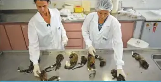  ?? —AFP ?? RIO DE JANEIRO: Veterinari­ans examine dead monkeys at the Municipal Institute of Veterinary Medicine.