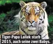  ??  ?? Tiger-Papa Lailek starb 2015, auch seine zwei Babys.