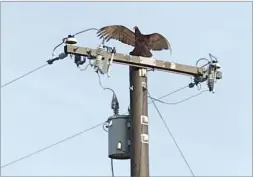  ?? CONTRIBUTE­D PHOTO ?? A buzzard, on top of a power pole, warms its wings in the morning sun.