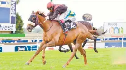  ??  ?? MIXED FEELINGS. Coral Fever, winner of the R4-million Premier’s Champions Challenge, carries top weight in this year’s Vodacom Durban July at Greyville on July 7, but has landed a decent No 4 draw for the R4,25-million race.