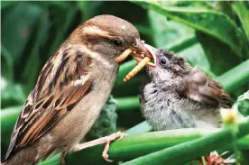  ?? Picture: MAURICE BAKER ?? CRUCIAL PEST CONTROL: A female house sparrow feeds beetle larvae to a fledgling in Shrewsbury in the United Kingdom.