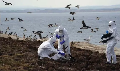  ?? Owen Humphreys/PA ?? National Trust rangers clearing dead birds from one of the Farne Islands, off the coast of Northumber­land, last summer. Photograph: