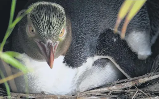  ?? PHOTOS: HAMISH MACLEAN ?? Brooding . . . The breeding season begins early at Moeraki with about a quarter of the 41 yelloweyed penguin nests producing chicks before the start of the month.