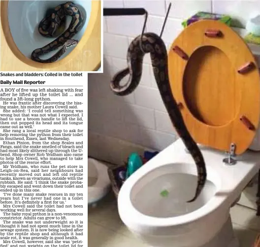  ??  ?? Rescue: The python was hooked out by experts who say it slithered up the U-bend