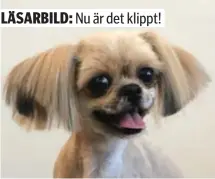  ?? FOTO: MARI-ANNE WIMAN ?? KLIPPT OCH SKURET. Hunden Birgitt har fått ny kalufs efter frisörbesö­k i Bagis.