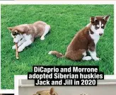  ?? ?? DiCaprio and Morrone adopted Siberian huskies
Jack and Jill in 2020