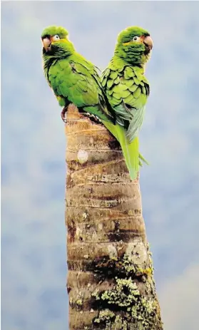  ?? Photos: Jessie Williamson/ Washington Post ?? In southern Ecuador, a couple of golden-plumed parakeets squawk from their natural wax palm tree nest in Quebrada Honda valley.