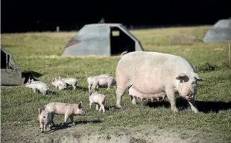  ?? GEORGE HEARD/STUFF ?? Piglets spend their first 26 days in an open environmen­t with mum.