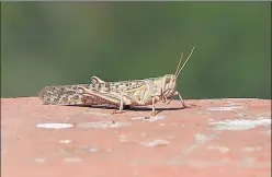  ?? HIMANSHU VYAS/HT PHOTO ?? A closeup of a locust spotted around apartments near the railway station, in Jaipur, Rajasthan on Monday. Locusts frequently attack fields in areas bordering with Pakistan but swarms have also invaded Jaipur this year.